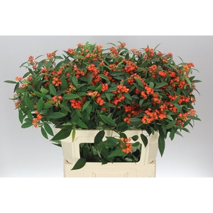 Euphorbia F T Queen Orange