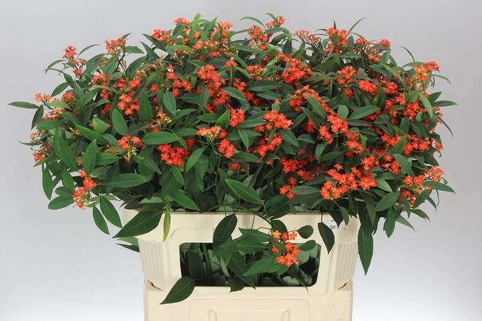 <h4>Euphorbia F T Queen Orange</h4>
