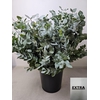 EUC CINEREA PB