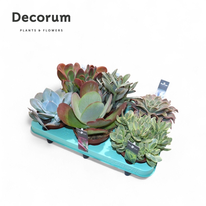 <h4>Succulent Mix P12</h4>