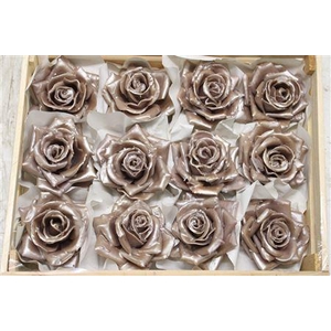 Wax Roos Pearl Champagne