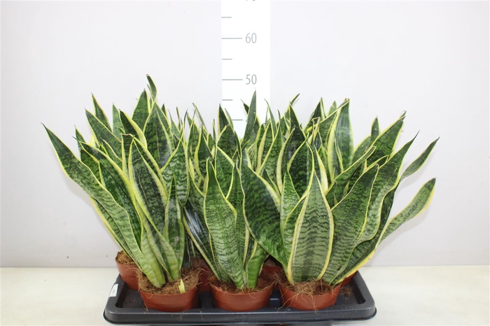 <h4>Sansevieria Superba</h4>