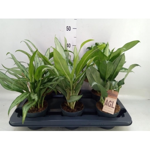 Aglaonema   ...
