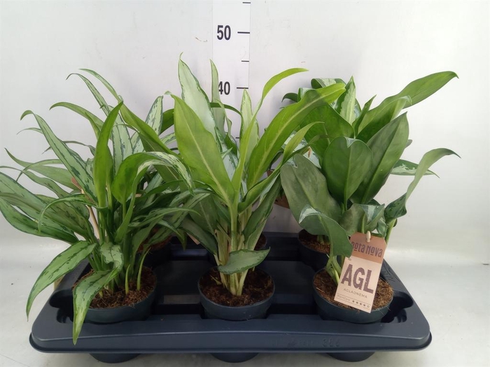 <h4>Aglaonema   ...</h4>