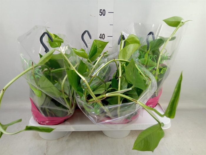 <h4>Epipremnum pinn. HG</h4>