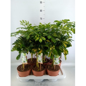 Schefflera arbor. 'Gold Capella'