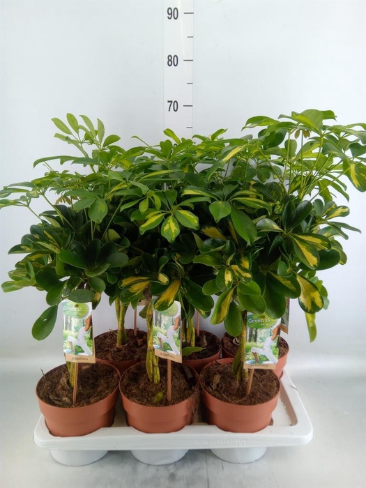 <h4>Schefflera arbor. 'Gold Capella'</h4>