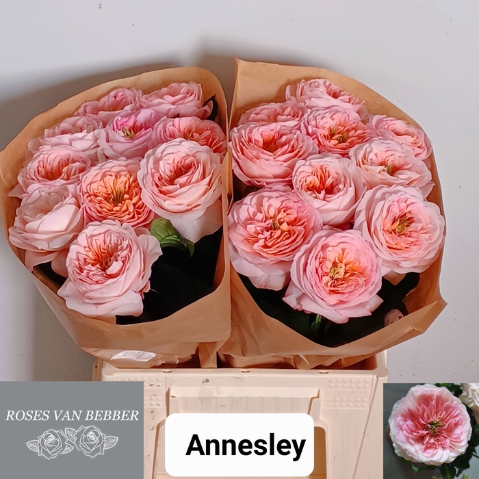 <h4>R GR ANNESLEY!</h4>