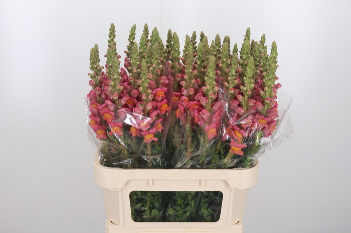 <h4>Antirrhinum Po D. Orange</h4>