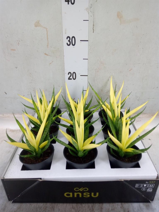 <h4>Sansevieria ...</h4>