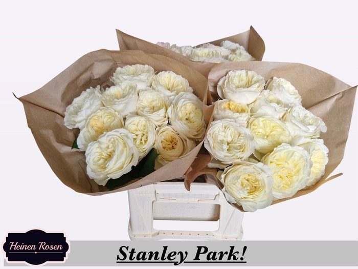 <h4>R GR STANLEY PARK!</h4>