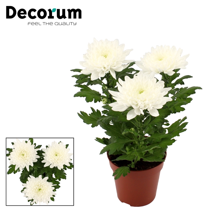 <h4>Decorum Chrysanne® Zembla Next White</h4>