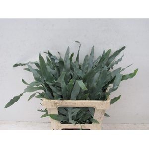PHLEBODIUM BLUE STAR 50 CM 996