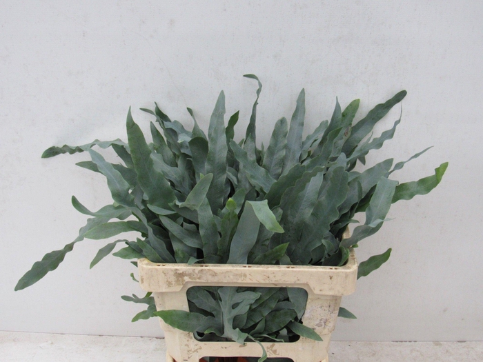 <h4>PHLEBODIUM BLUE STAR 50 CM 996</h4>