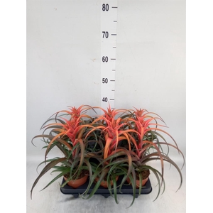Tillandsia capitata 'Hermosa'