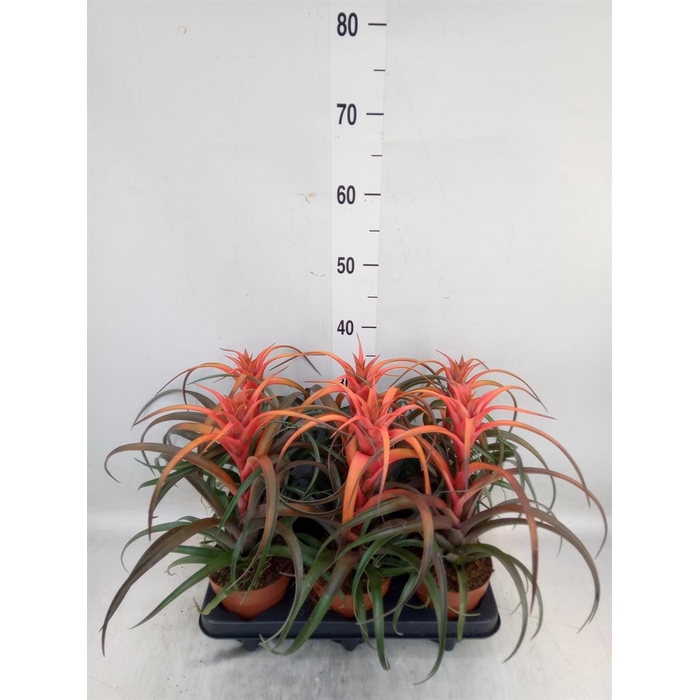 <h4>Tillandsia capitata 'Hermosa'</h4>