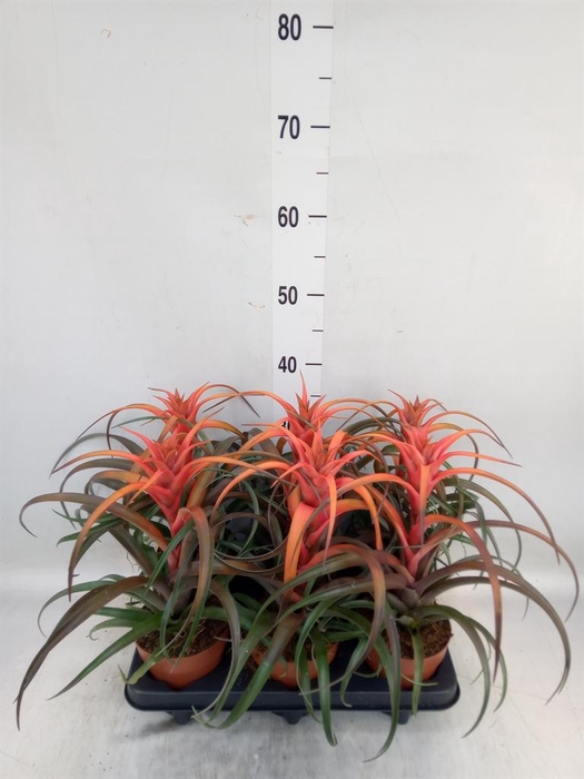 Tillandsia capitata 'Hermosa'