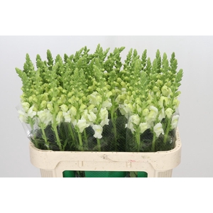 Antirrhinum Potomac Ivory White