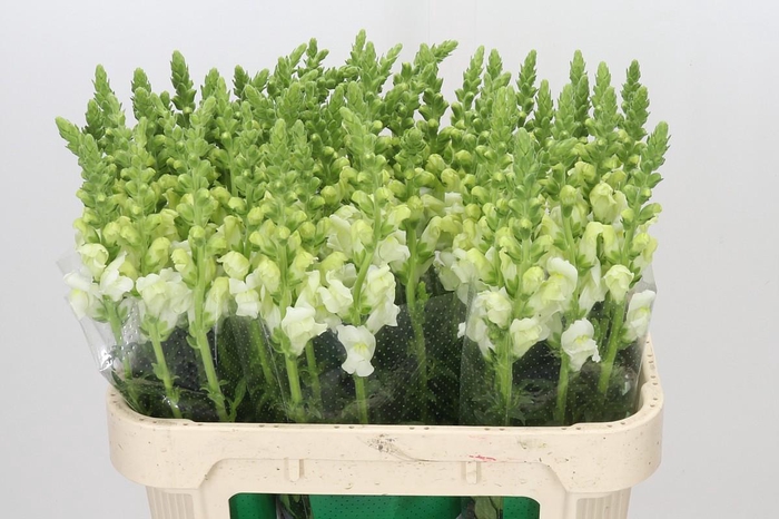 <h4>Antirrhinum Potomac Ivory White</h4>