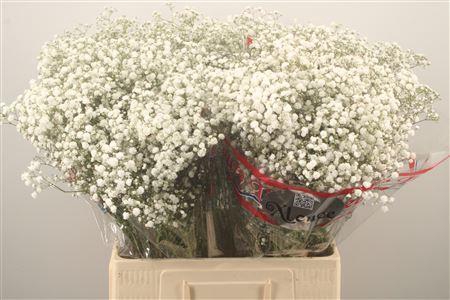 <h4>Gyps Pa Xlence X100</h4>