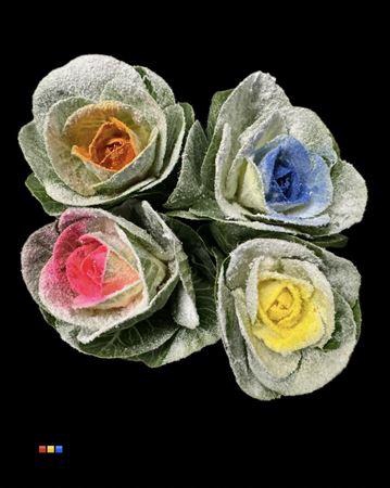 Brassica Marshmallow Mix