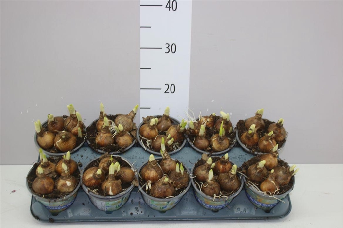 <h4>Narcis Bridal Crown</h4>