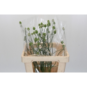 Allium Green Berry