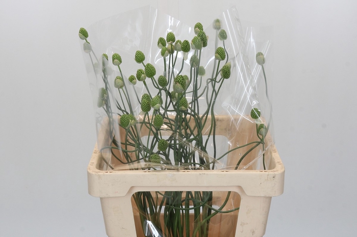 Allium Green Berry