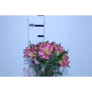 ALSTROEMERIA LIVORNO 080 CM