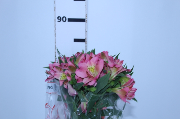 ALSTROEMERIA LIVORNO 080 CM