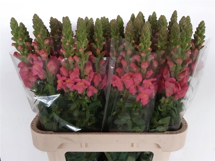 <h4>Antir Antibes Rose</h4>