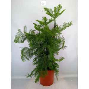 Araucaria heterophylla