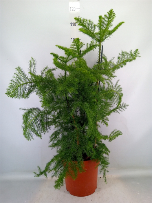 <h4>Araucaria heterophylla</h4>