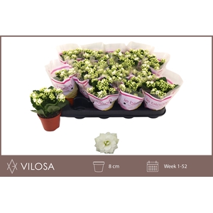 .Kalanchoe blossfeldiana gevuld calandiva whites