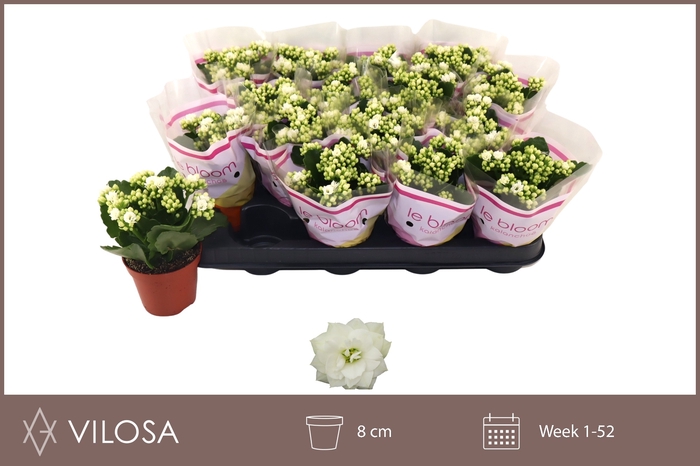 <h4>.Kalanchoe blossfeldiana gevuld calandiva whites</h4>