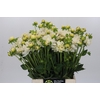 Dahlia White Swan
