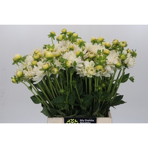 Dahlia White Swan