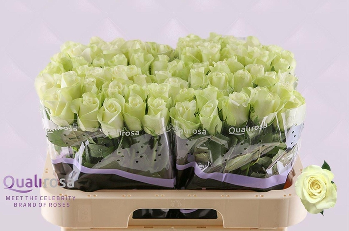 <h4>ROSA GR 'SNOWSTORM'</h4>