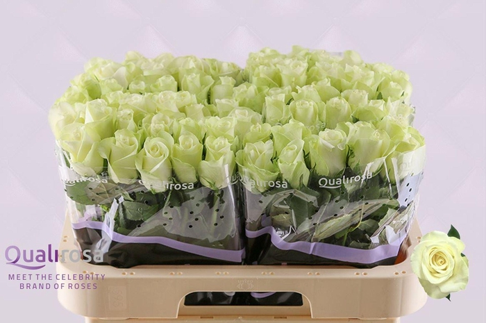 <h4>ROSA GR 'SNOWSTORM'</h4>
