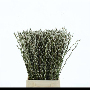 SALIX CA SNOW FLAKE