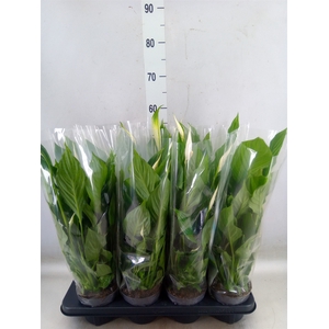 Spathiphyllum  'Strauss'