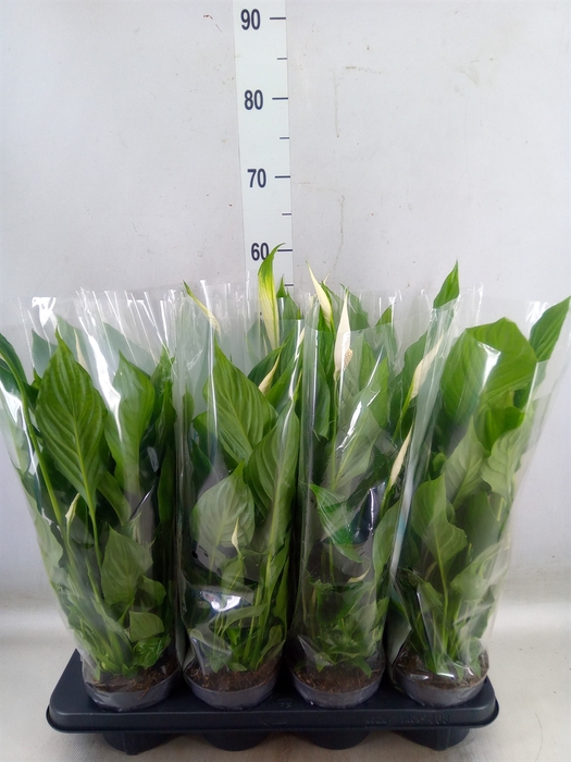 <h4>Spathiphyllum  'Strauss'</h4>
