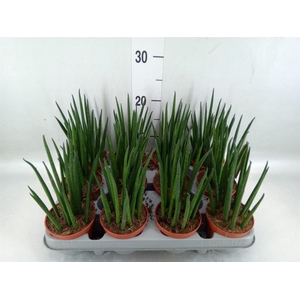 Sansevieria bacularis