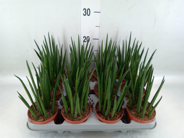 <h4>Sansevieria bacularis</h4>