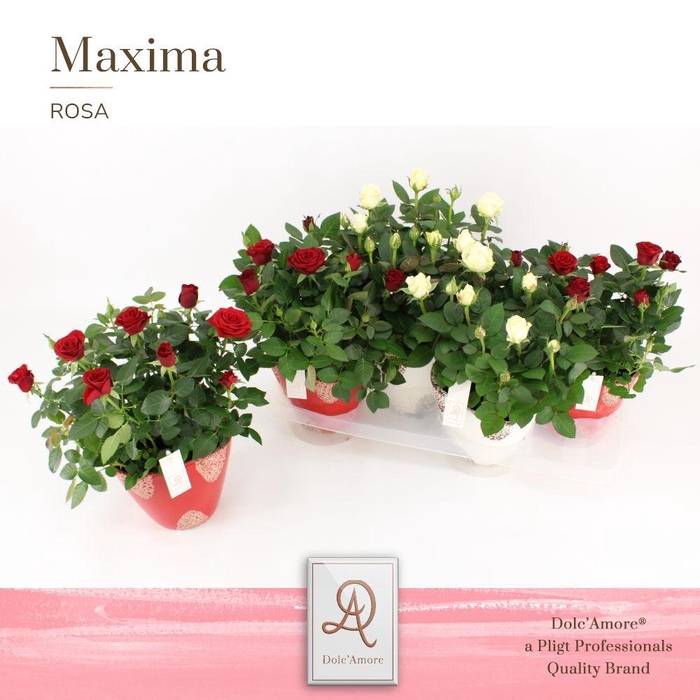 <h4>Potroos Roma Mix P14 Dolc'Amore® in Rustique Keramiek</h4>
