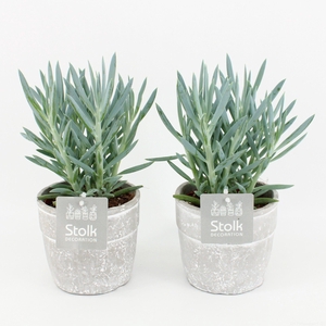 Senecio Curio Mount Everest in Stone Look Pot