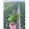 Ptilotus Joey