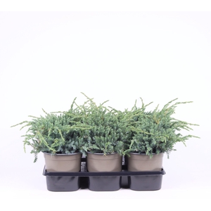 Juniperus squamata Blue Carpet