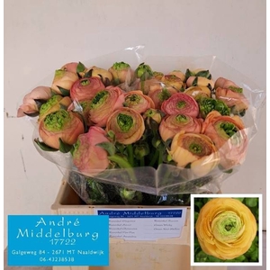 RANUNCULUS OV
