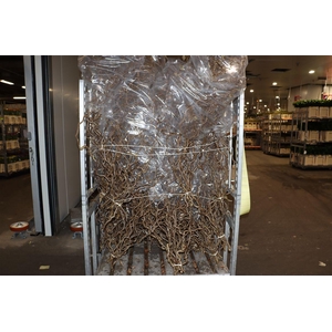 Corylus Avellana Contorta 5 X 1,30m